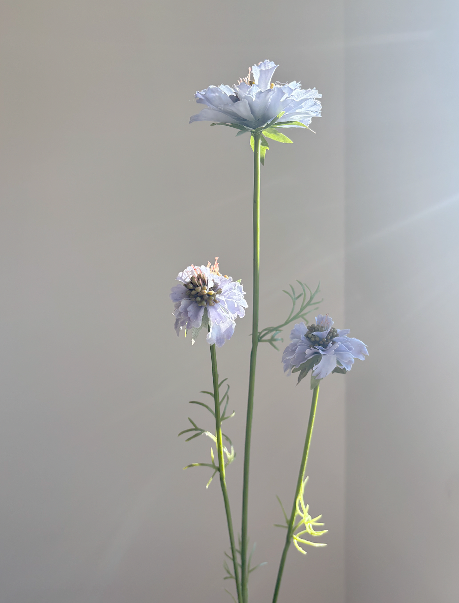 Pastel Purple Scabiosa