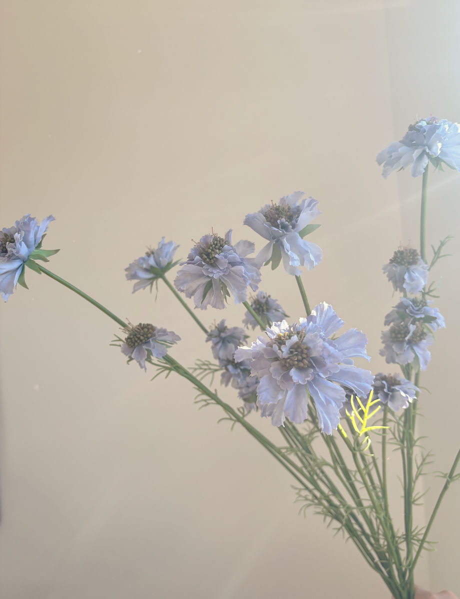 Pastel Purple Scabiosa
